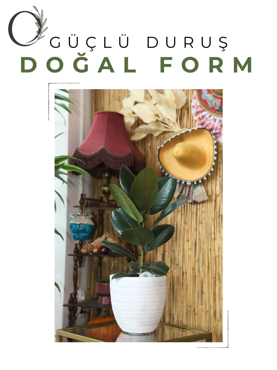 Ficus Elastica Bitkisi