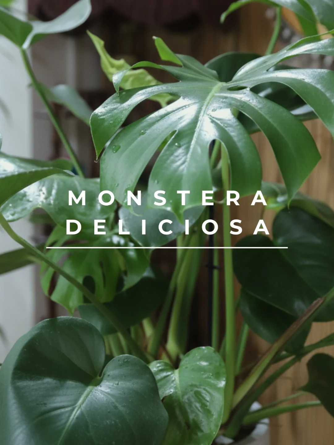 Monstera Deliciosa