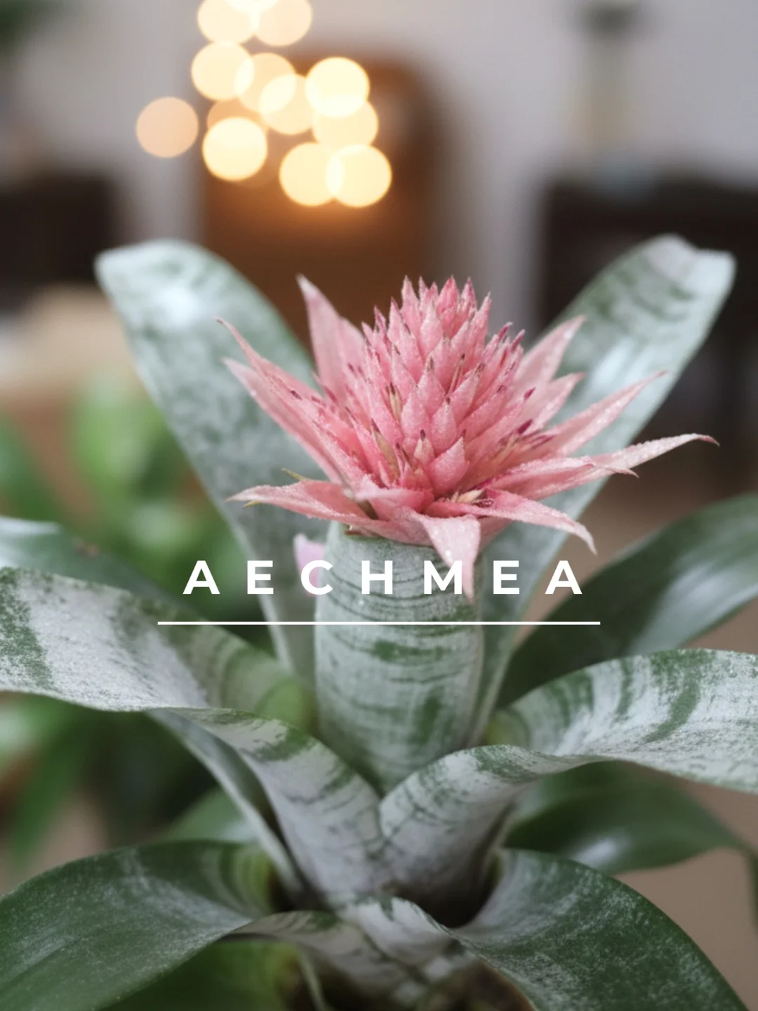 Aechmea Saksı Bitkisi