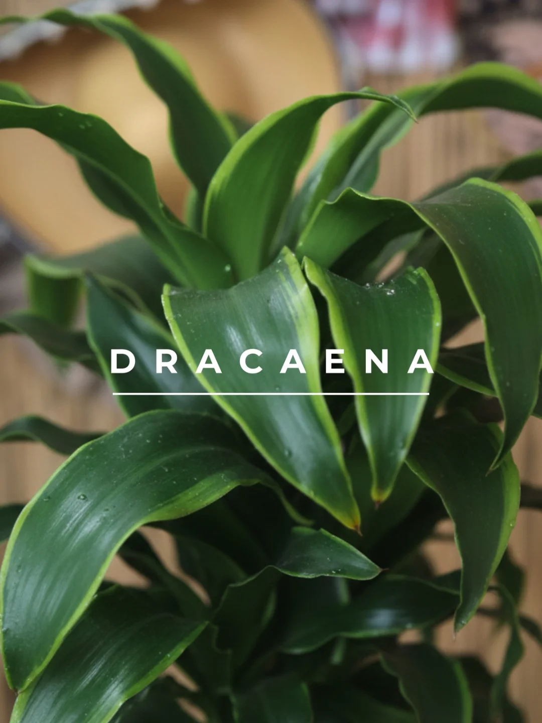 Gümüş Şeritli Salon Bitkisi