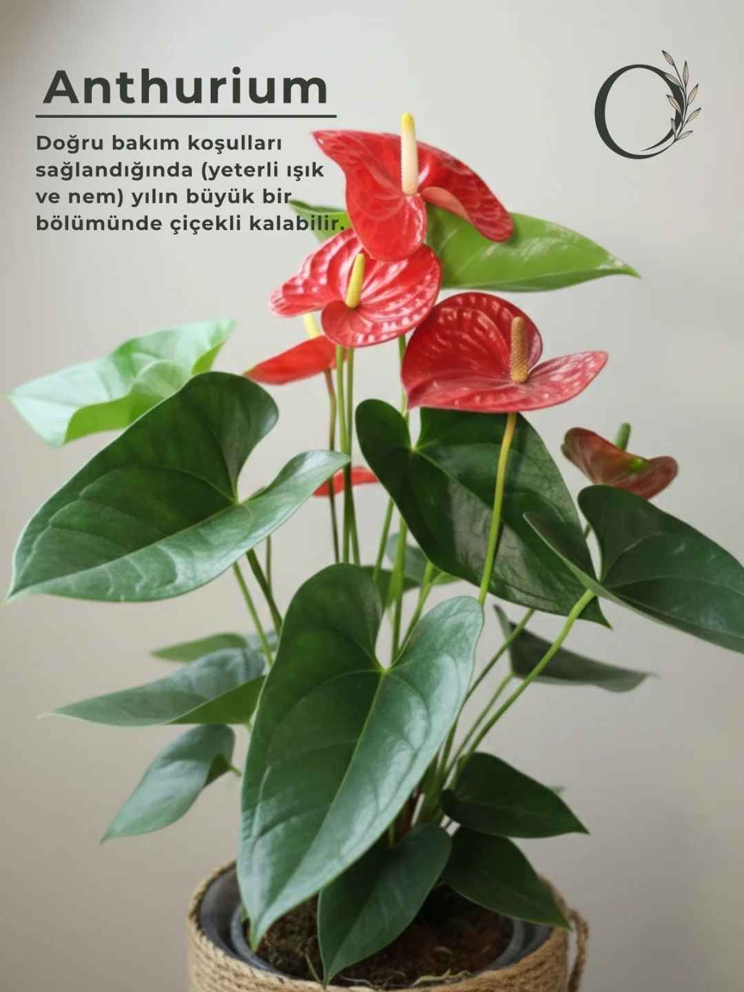 Anthurium Saksı Çiçeği