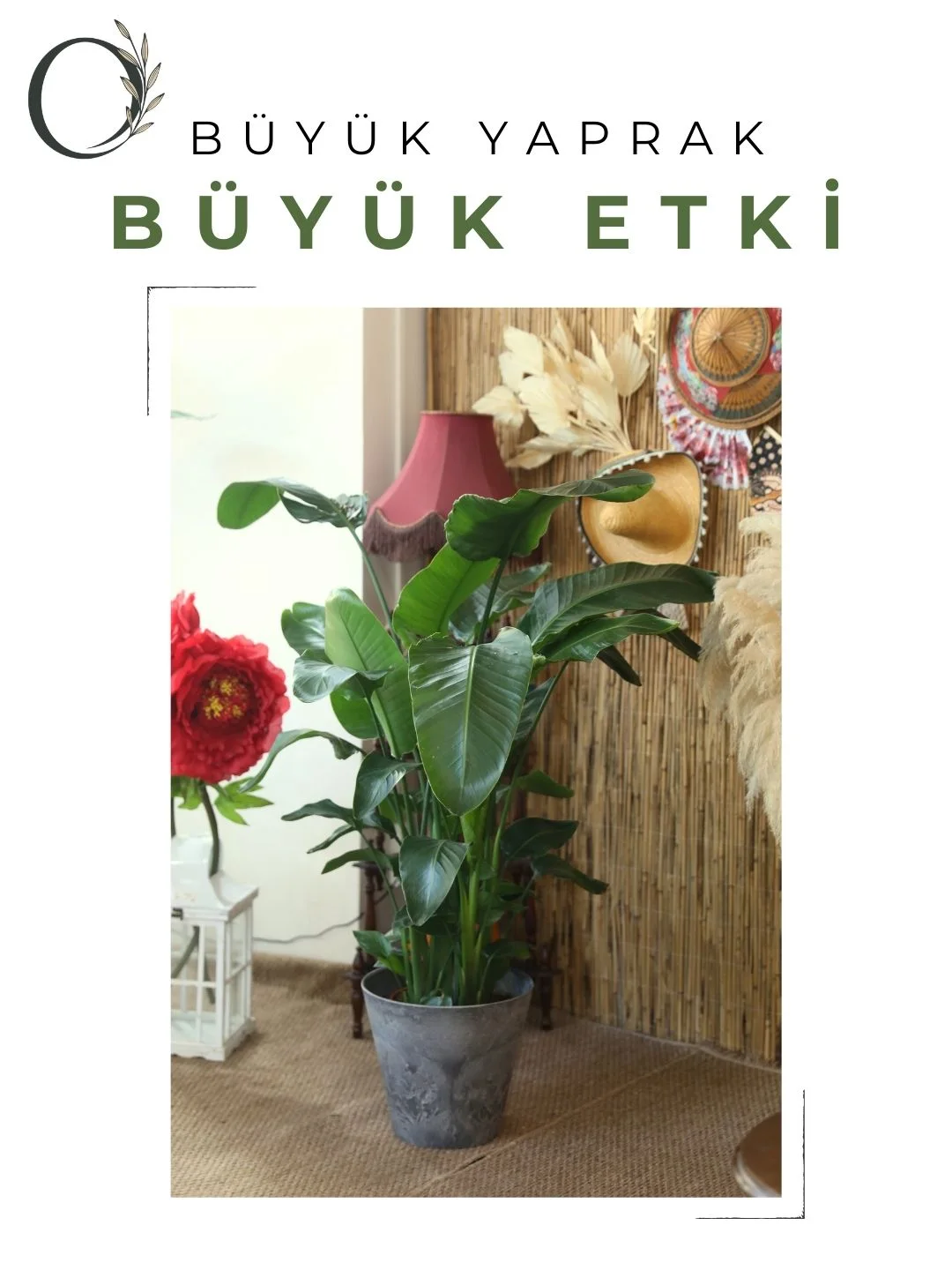 Strelitzia Nicolai Bitkisi