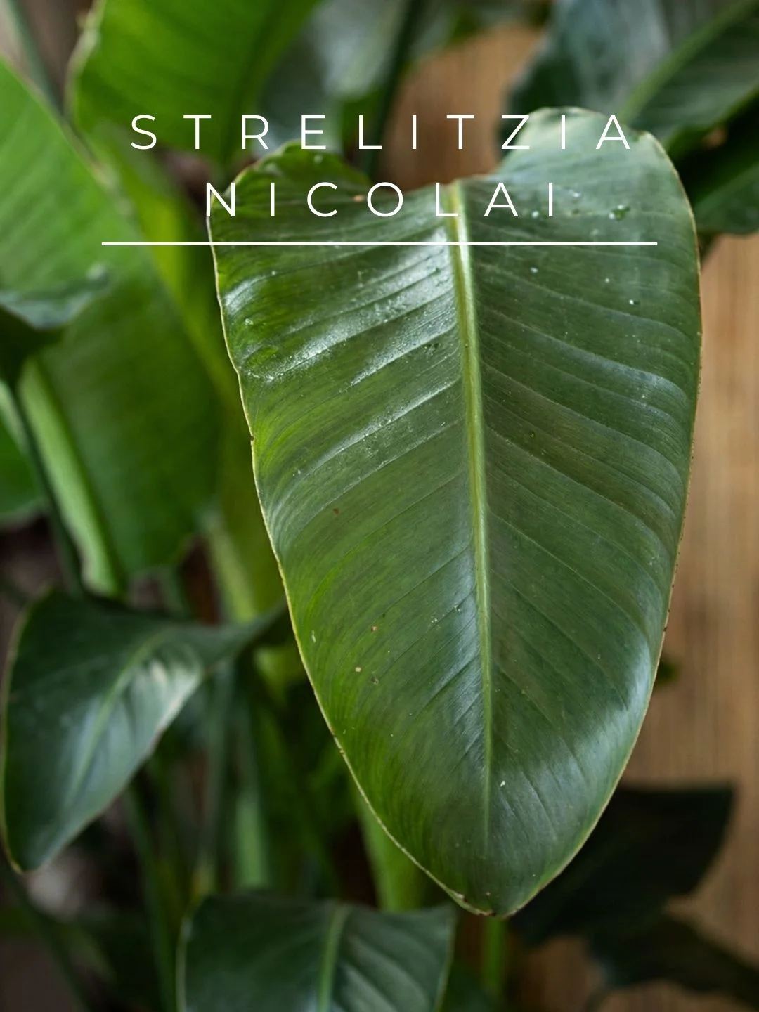 Strelitzia Nicolai Bitkisi