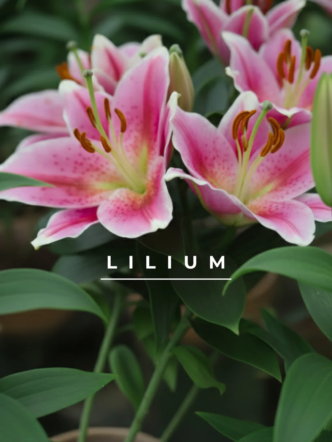 Saksıda Lilyum Çiçeği