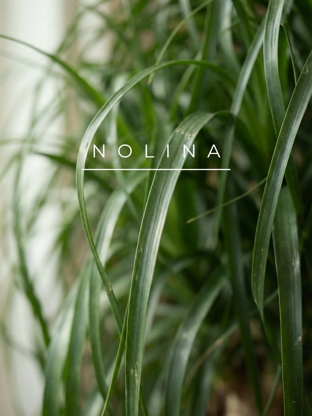 Ponytail Palm Saksı Bitkisi