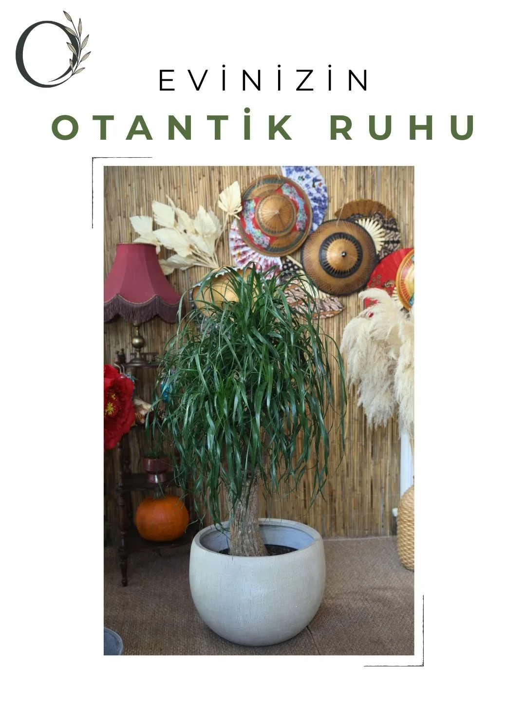 Ponytail Palm Saksı Bitkisi