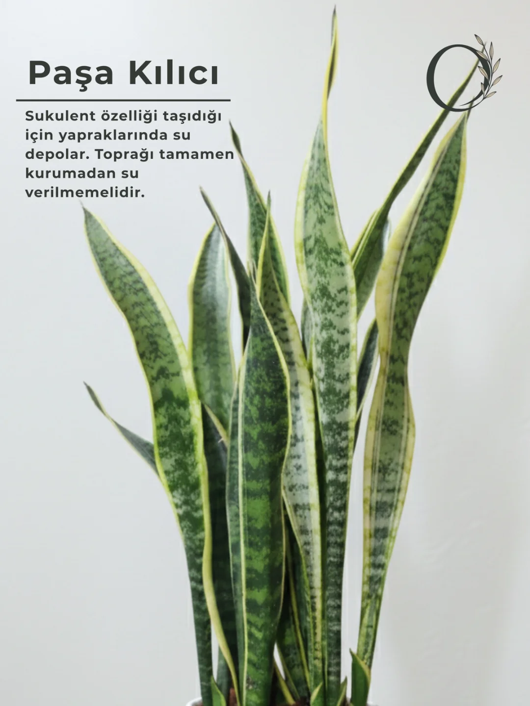 Sansevieria Bitkisi