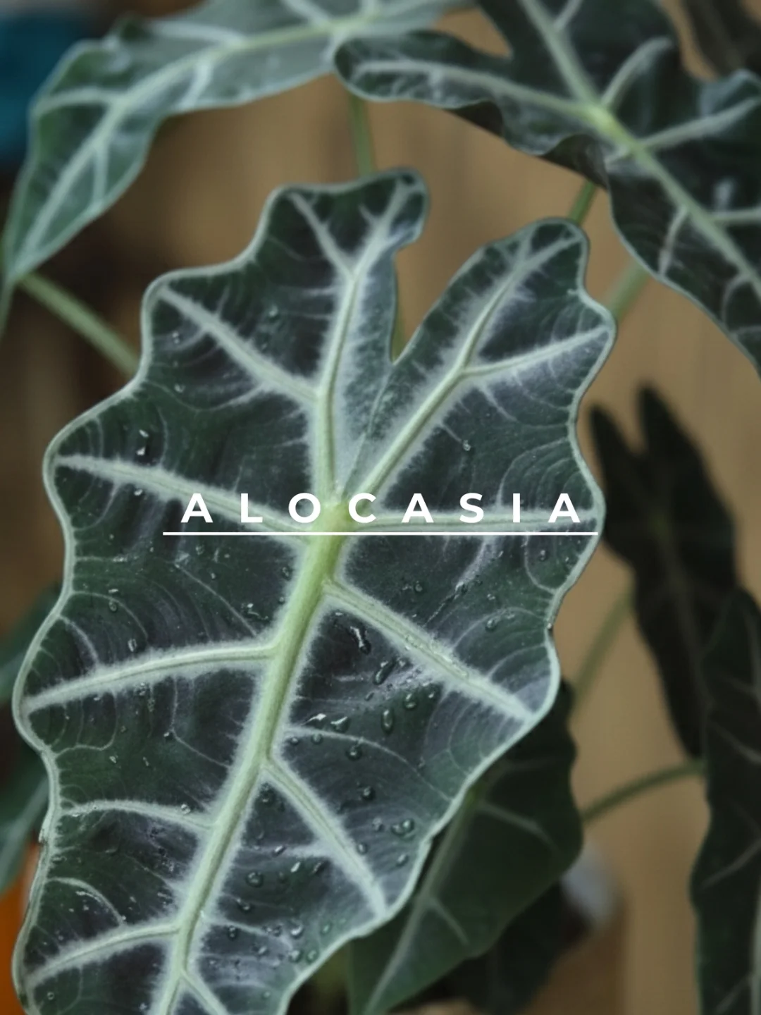 Alocasia Saksı Bitkisi