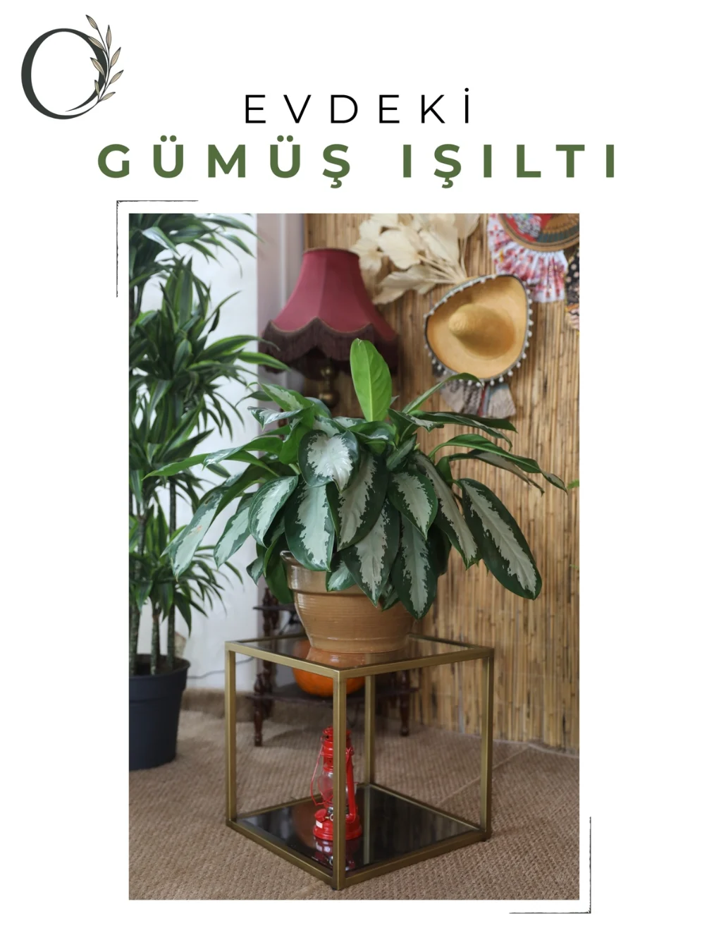 Gümüş Şeritli Salon Bitkisi