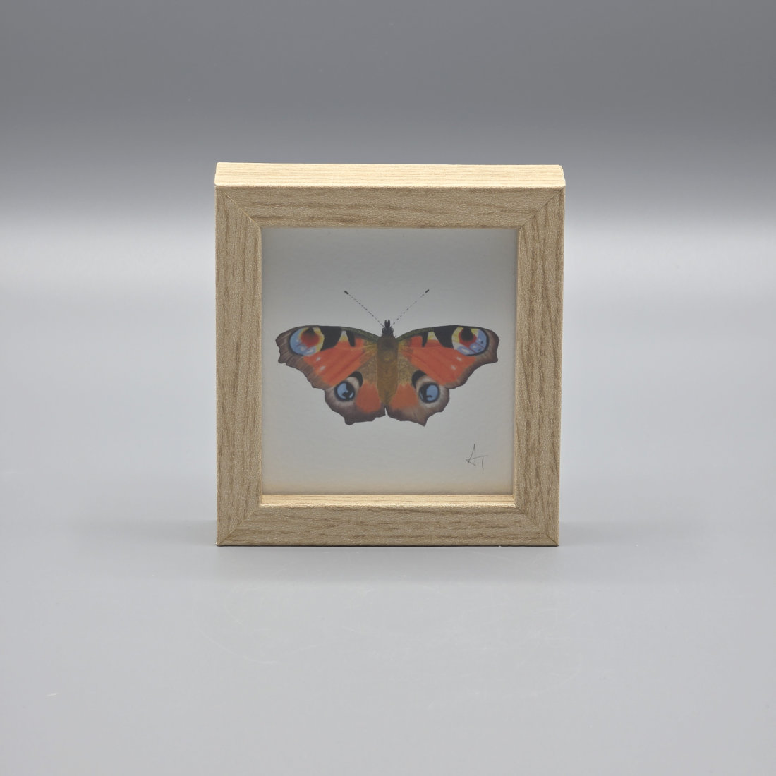 Peacock Butterfly Miniature Print in a Box Frame