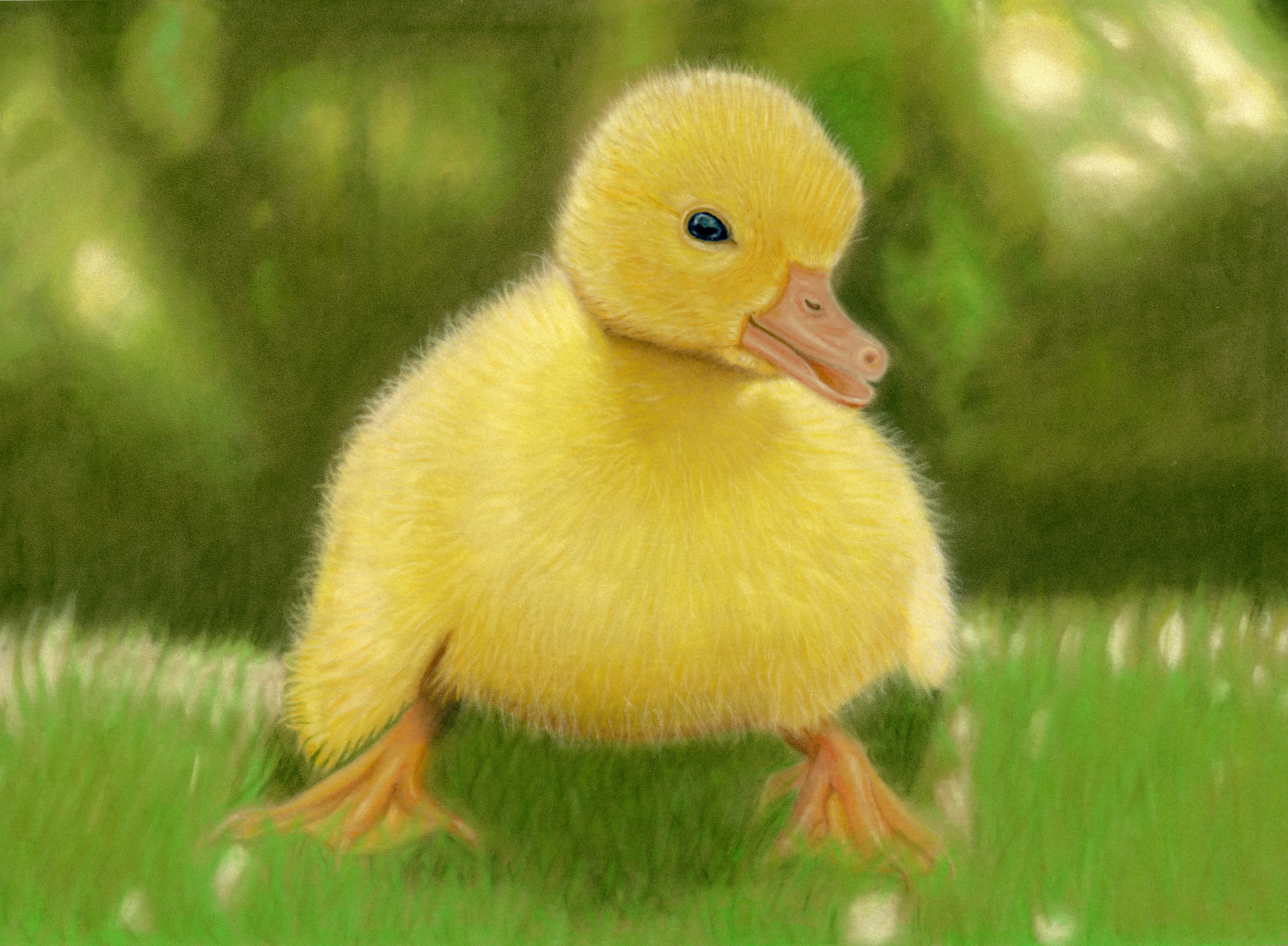 Duckling Greeting Card