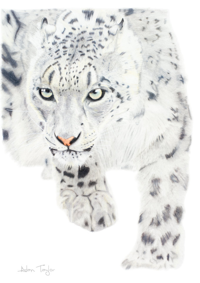 Snow Leopard Greeting Card