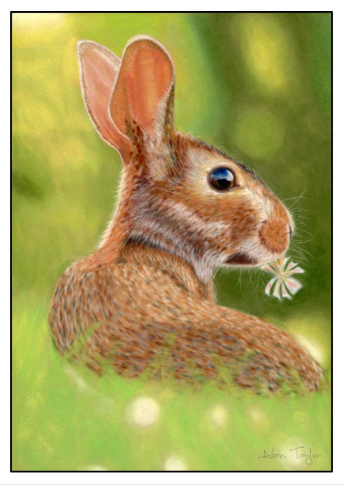 Rabbit Greeting Card