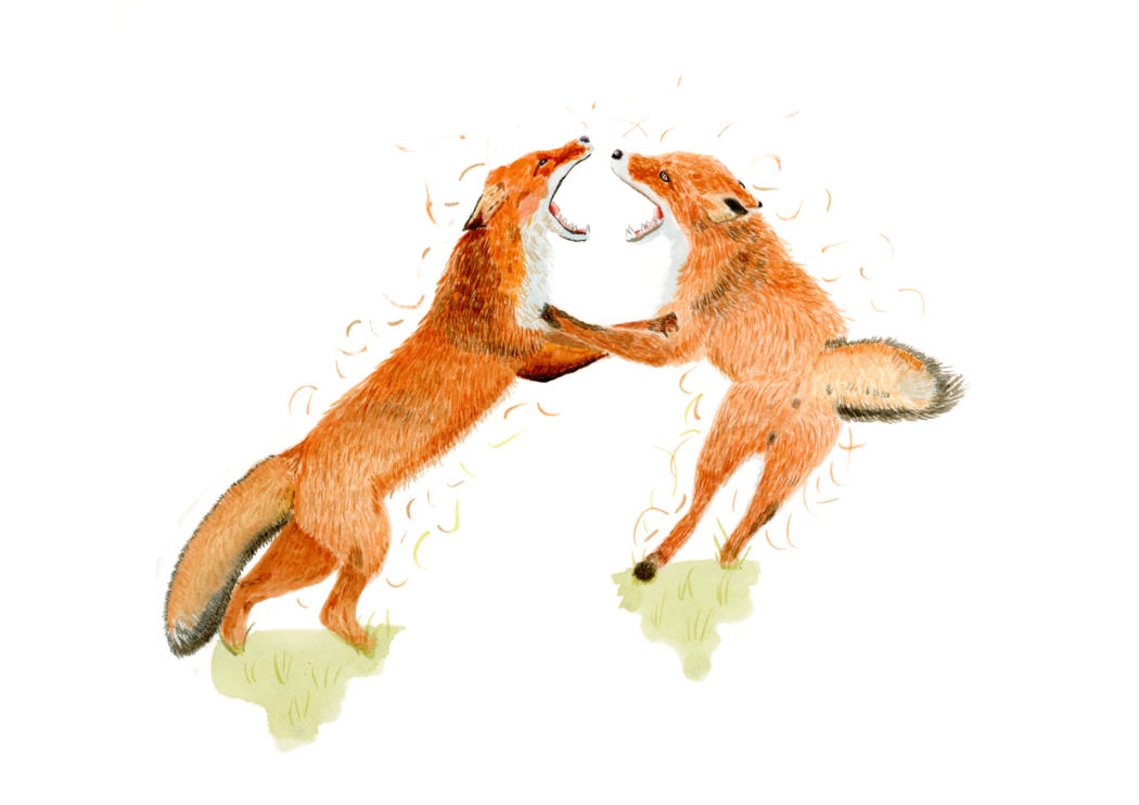 Fighting Foxes Print