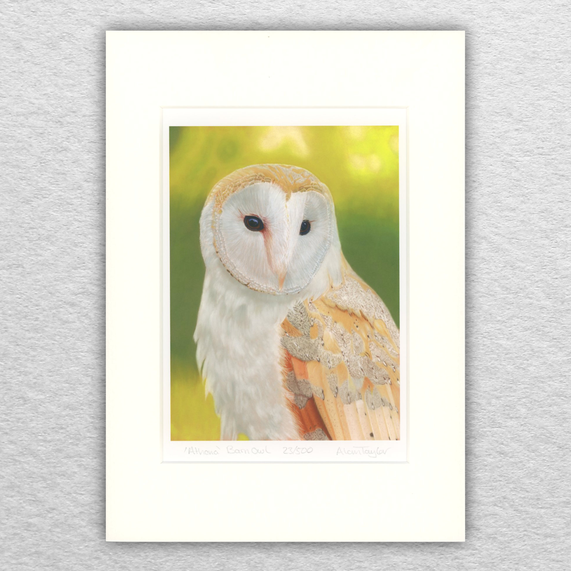 Barn Owl limited edition print