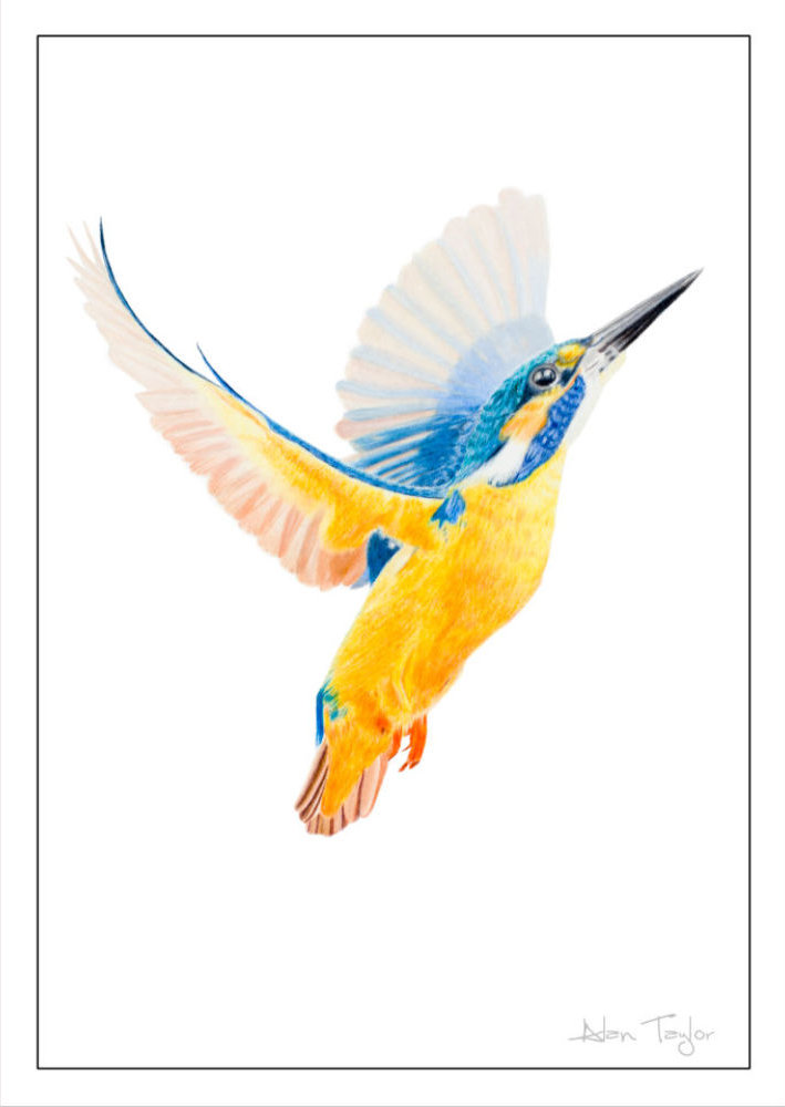 Kingfisher Art Greeting Card