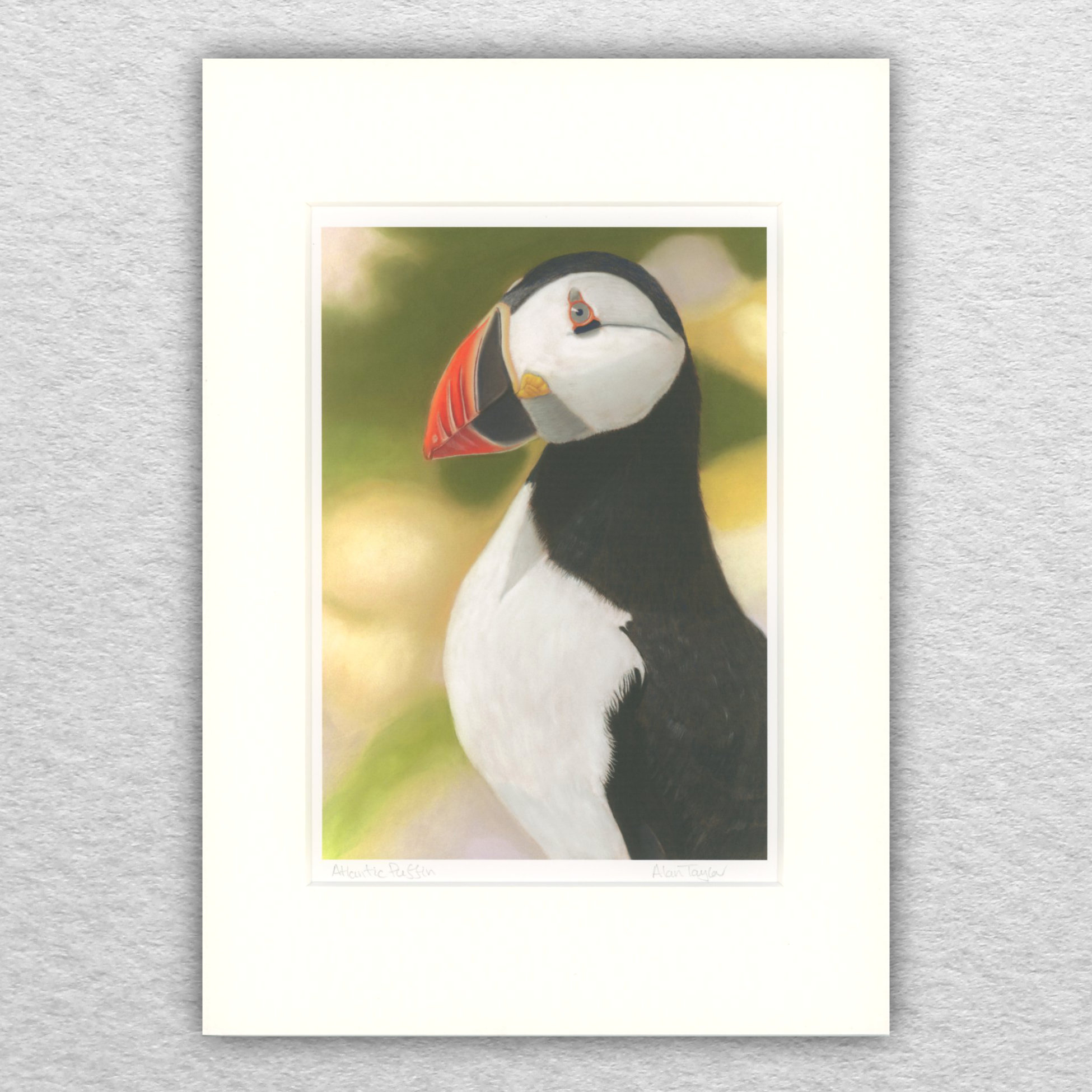 Atlantic Puffin Print