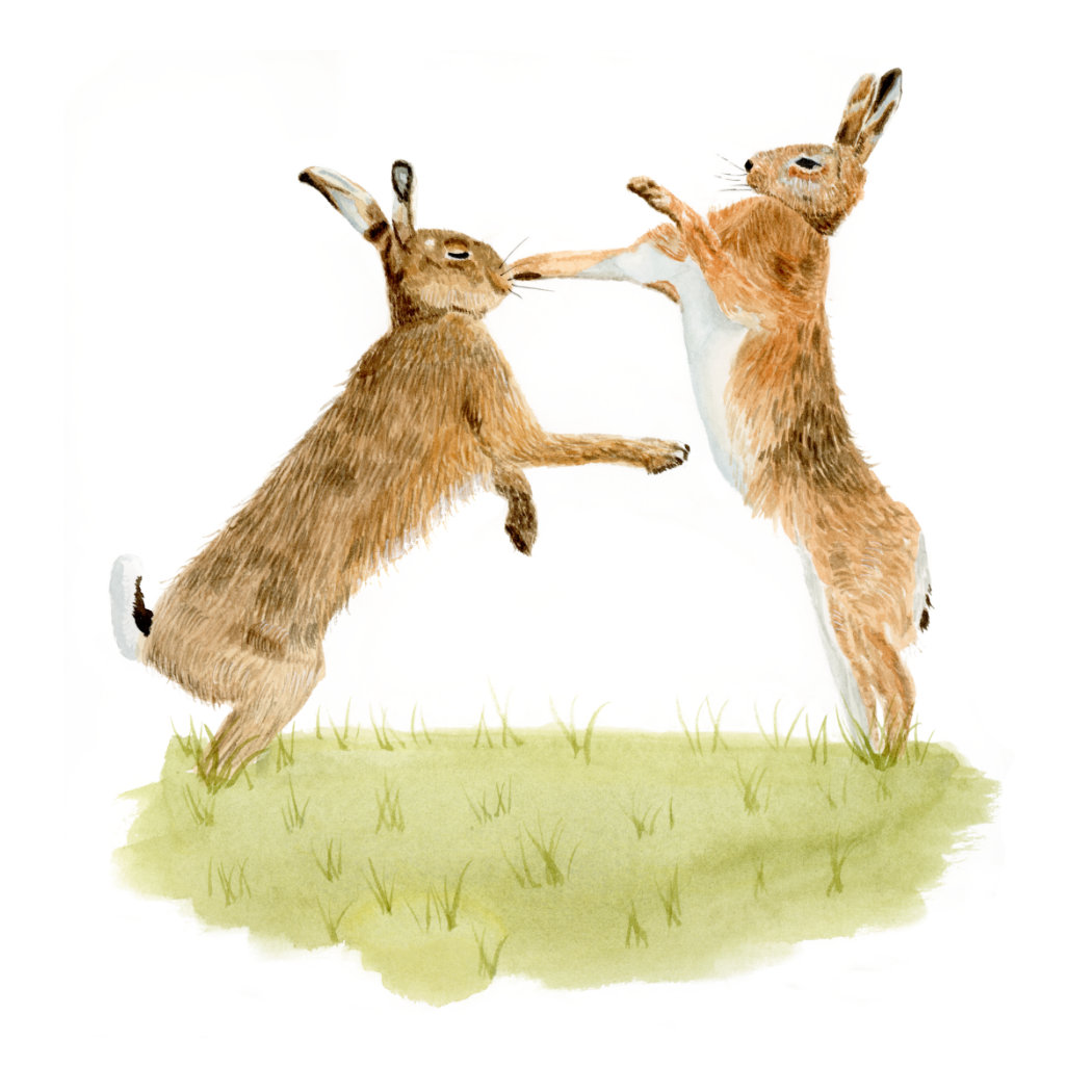 Boxing Hares Print