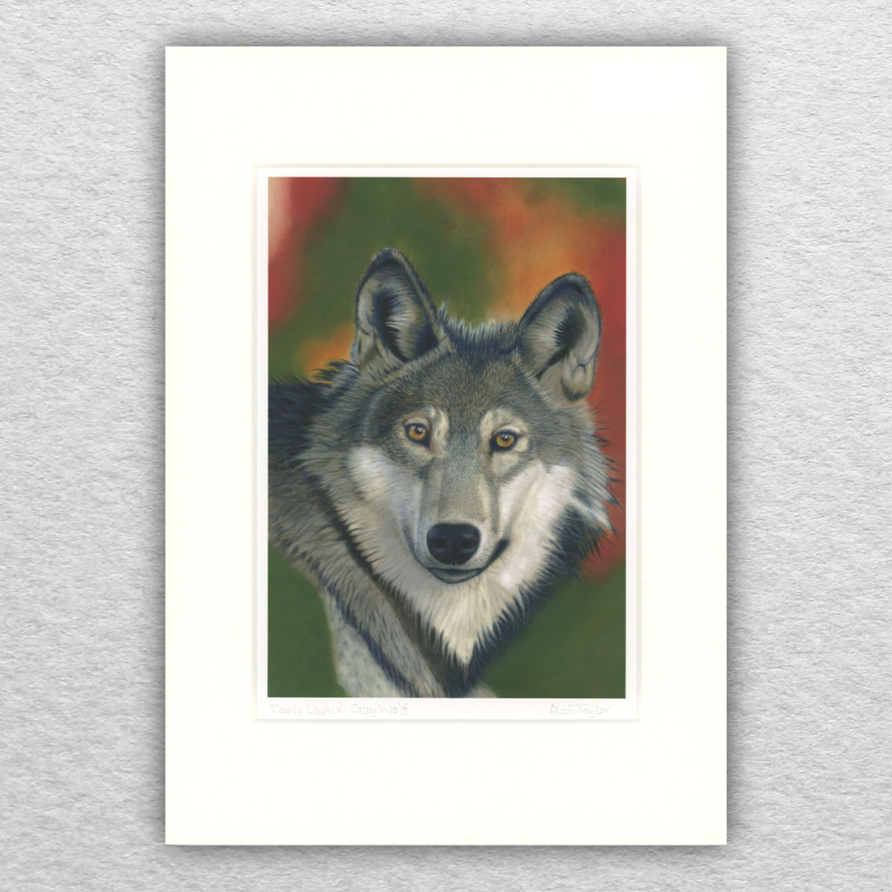 'Canis Lupus' Grey Wolf Print