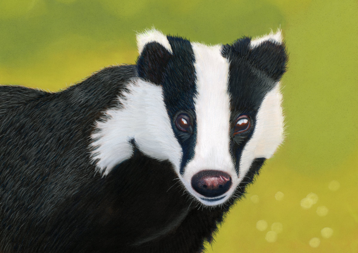 Bramble the Badger Limited Edition Print