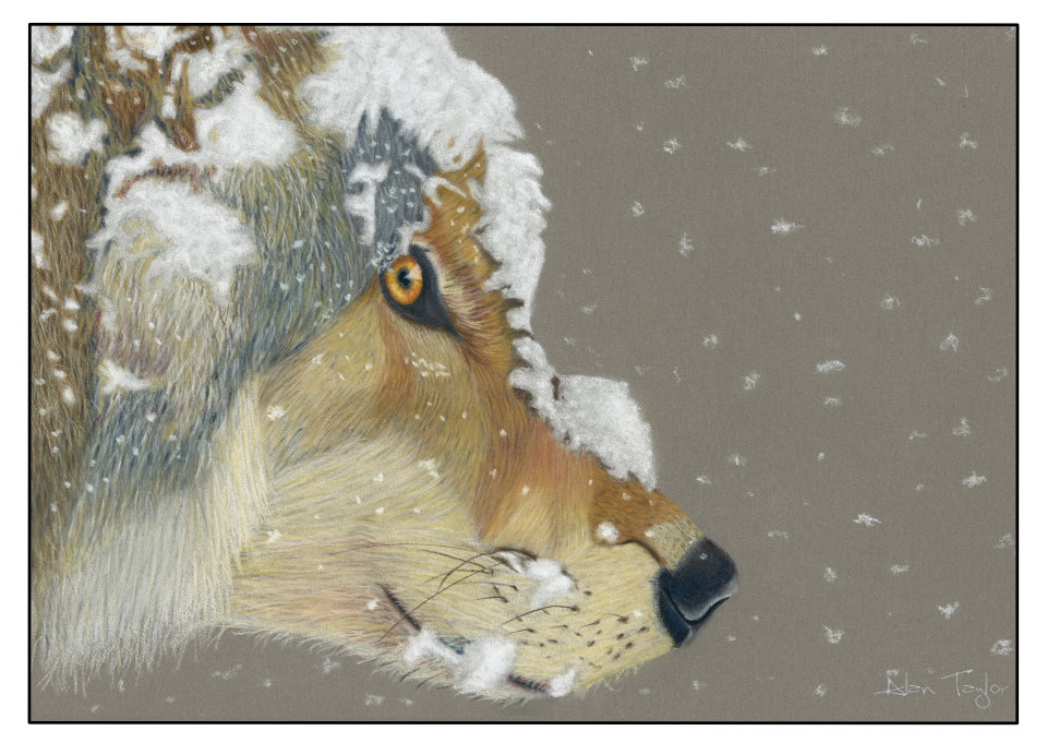 Wolf Winter Greeting Card