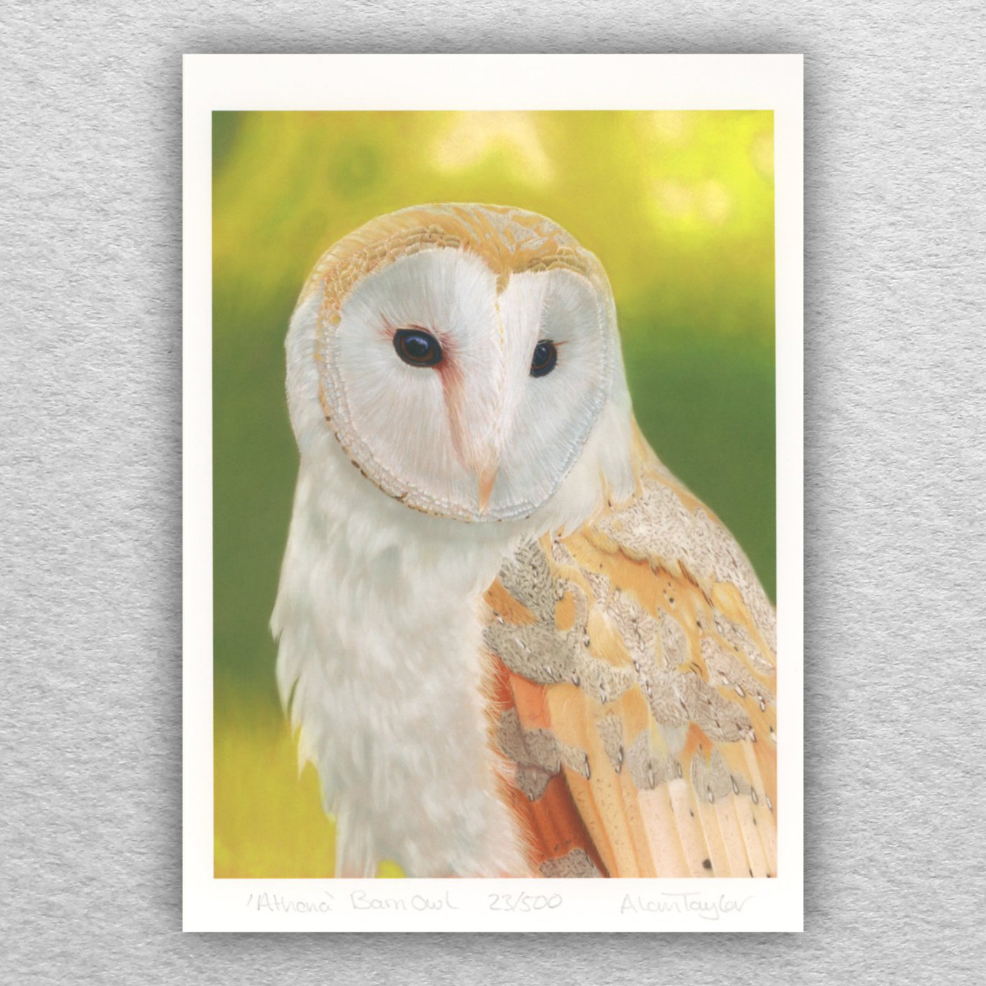 Barn Owl limited edition print