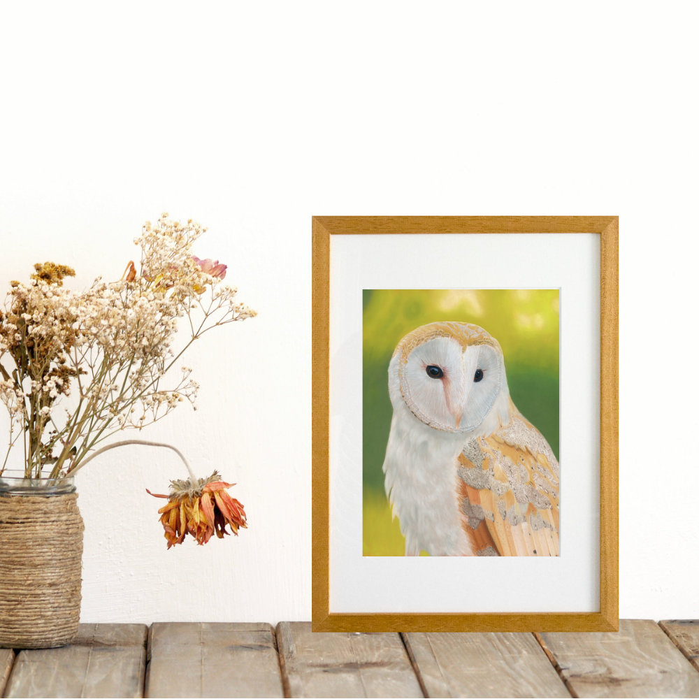 Barn Owl limited edition print