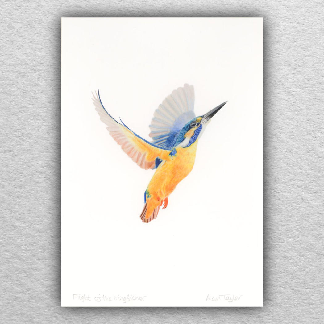 Kingfisher Print