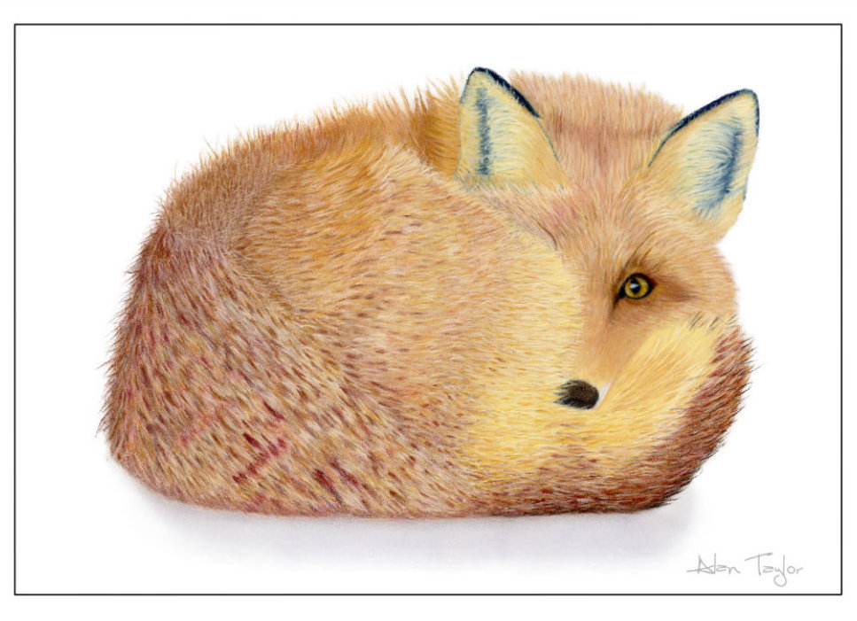 Fox Art Greeting Card