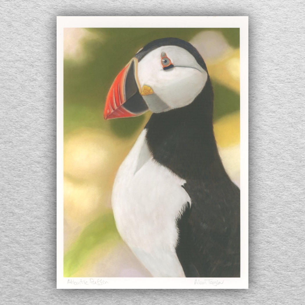 Atlantic Puffin Print