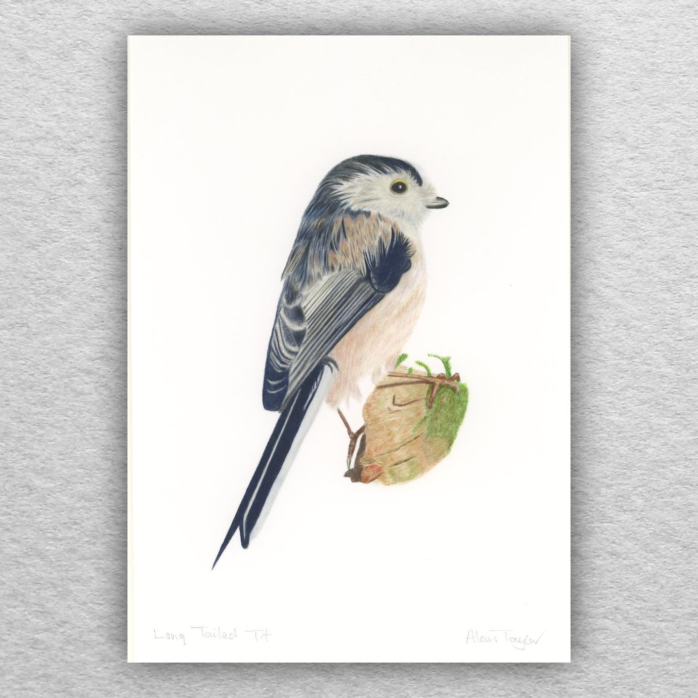 Long Tailed Tit Print