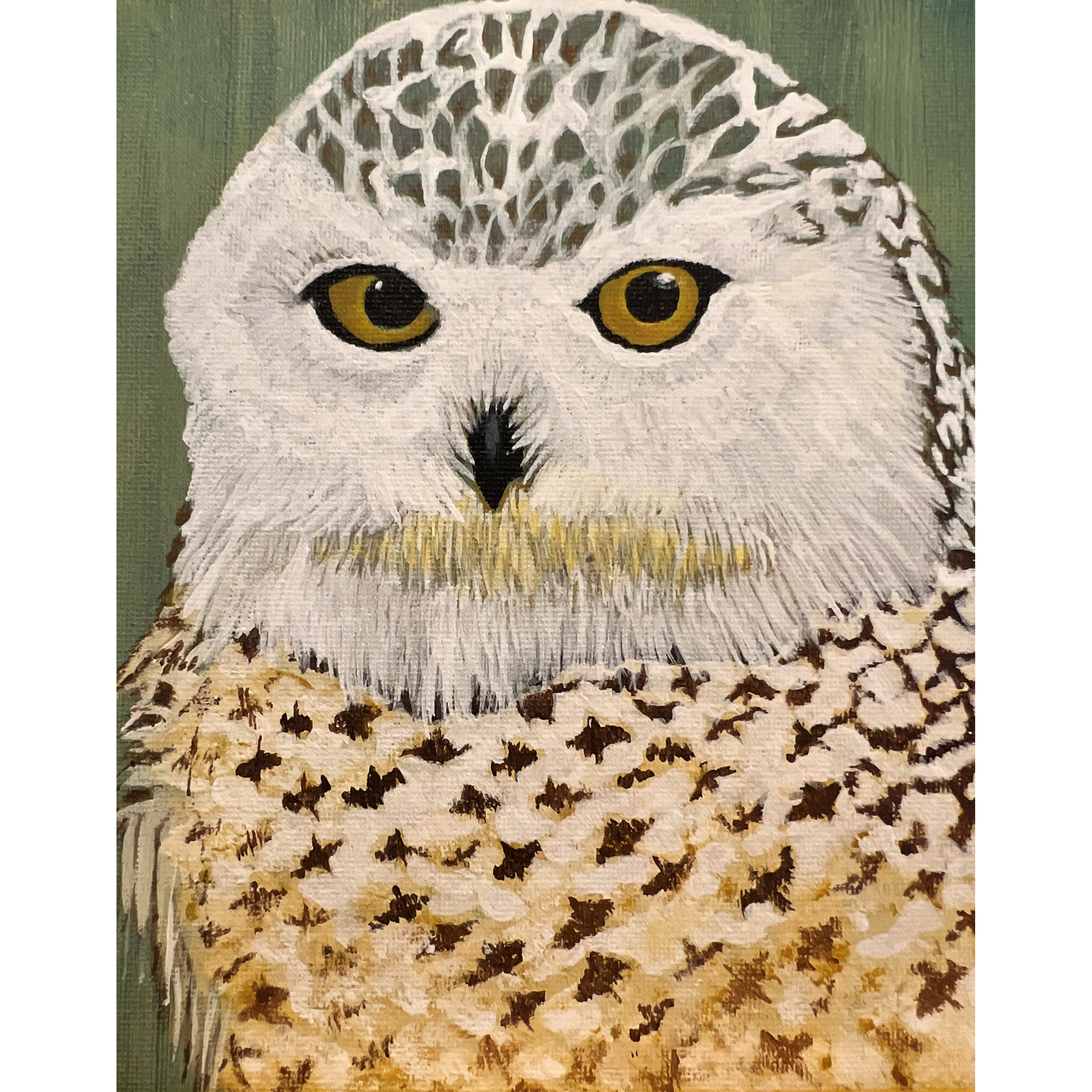 Snowy Owl