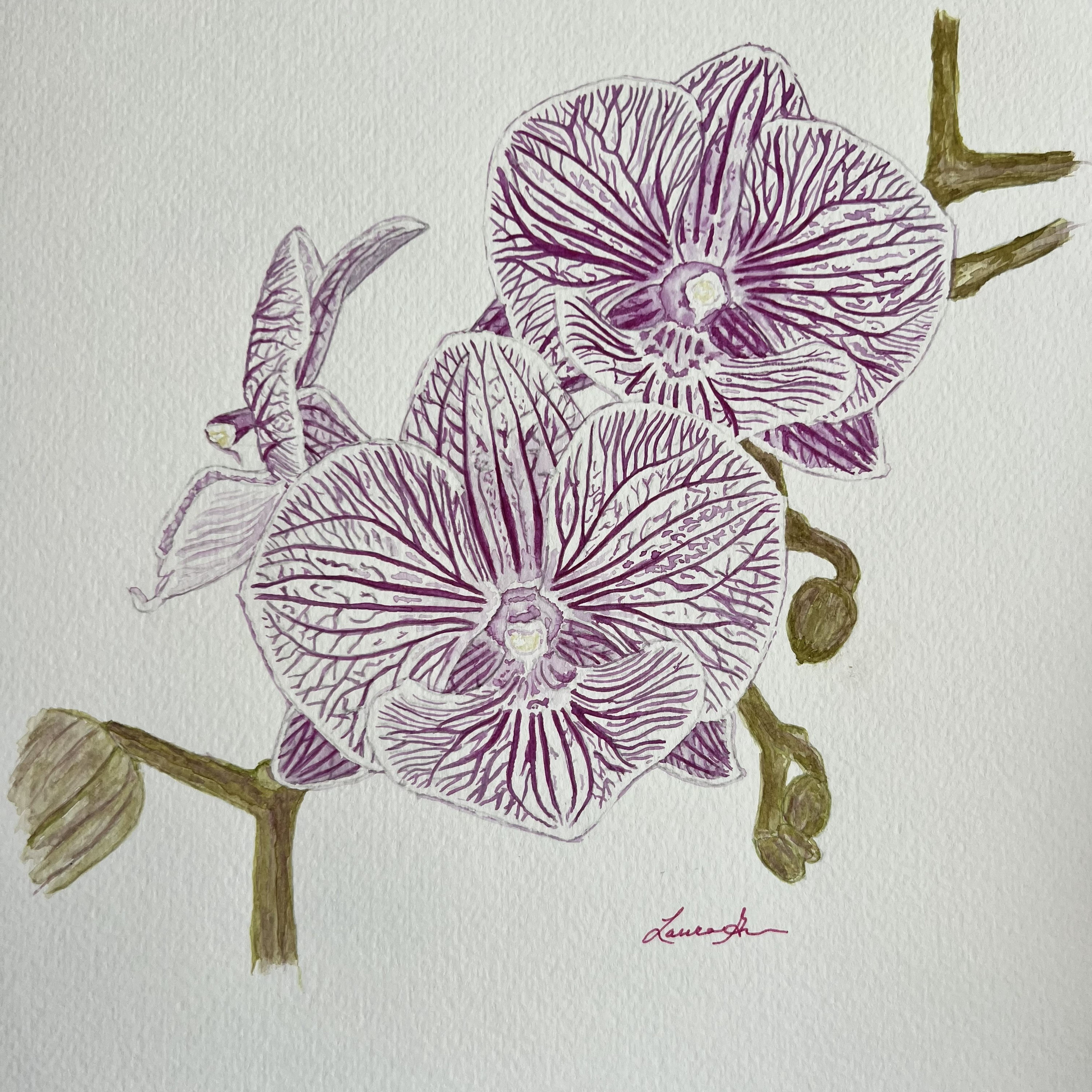 Purple Orchid