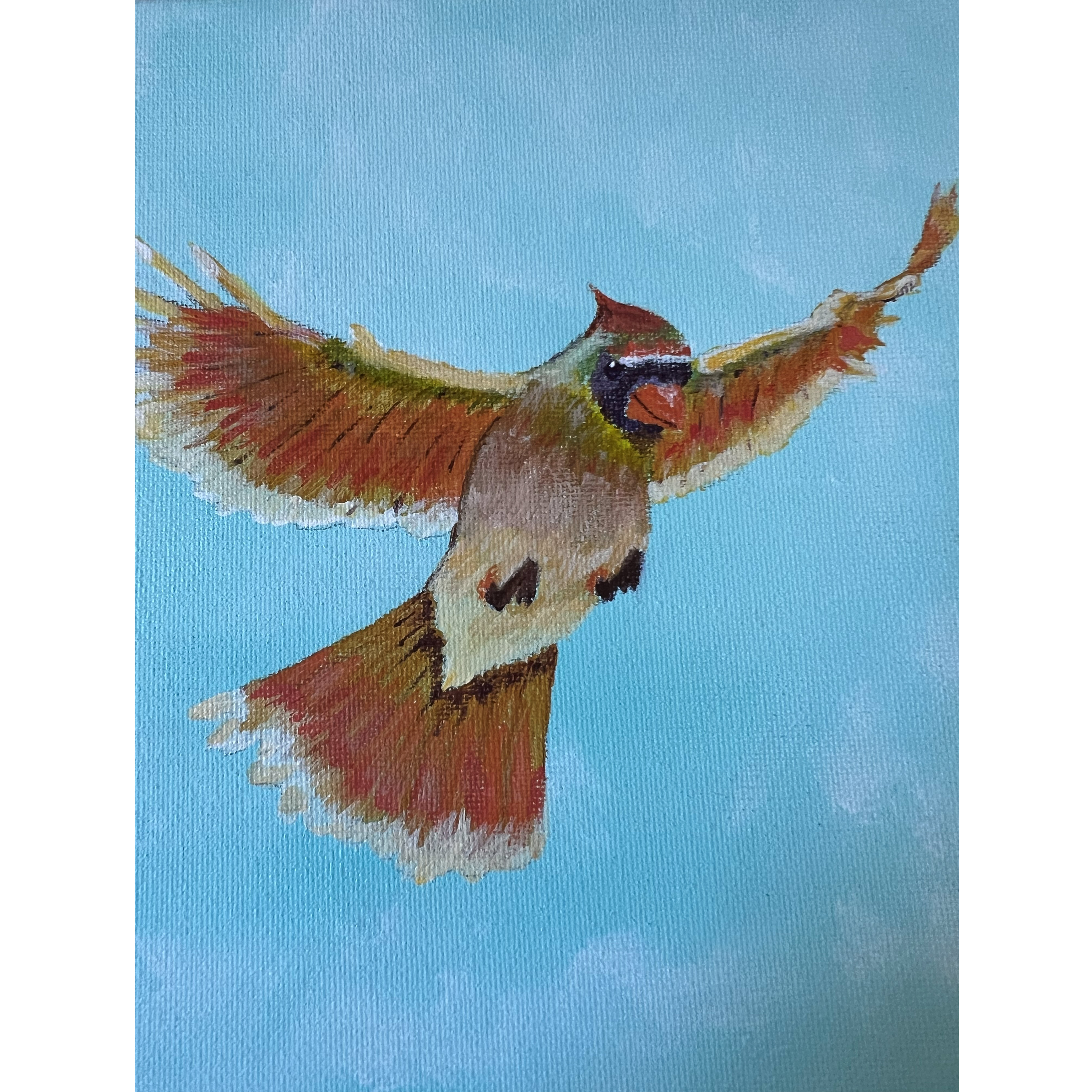 Female Cardinal in Flight