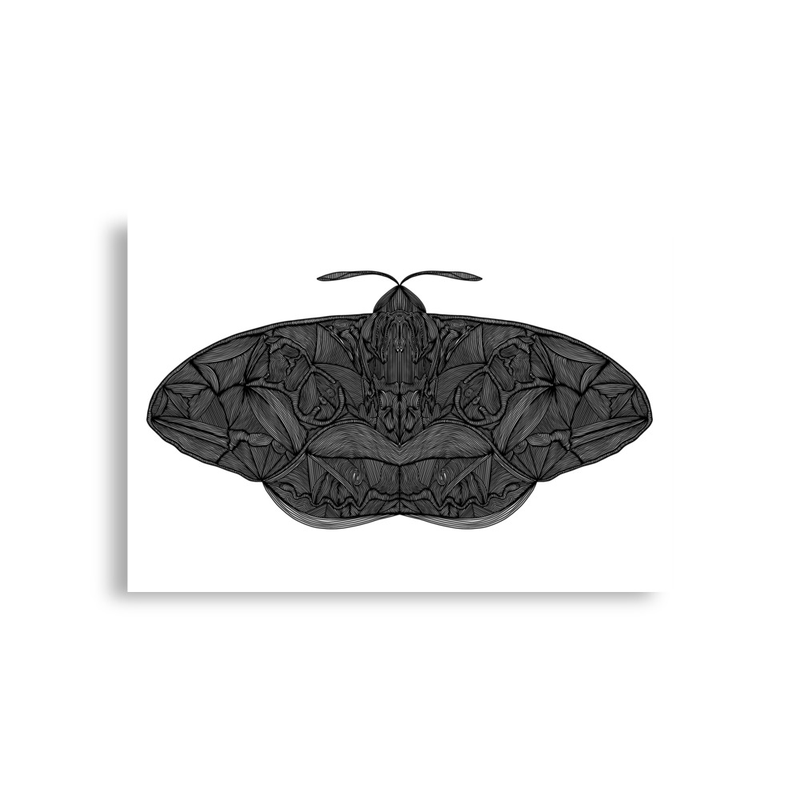 Moth Print