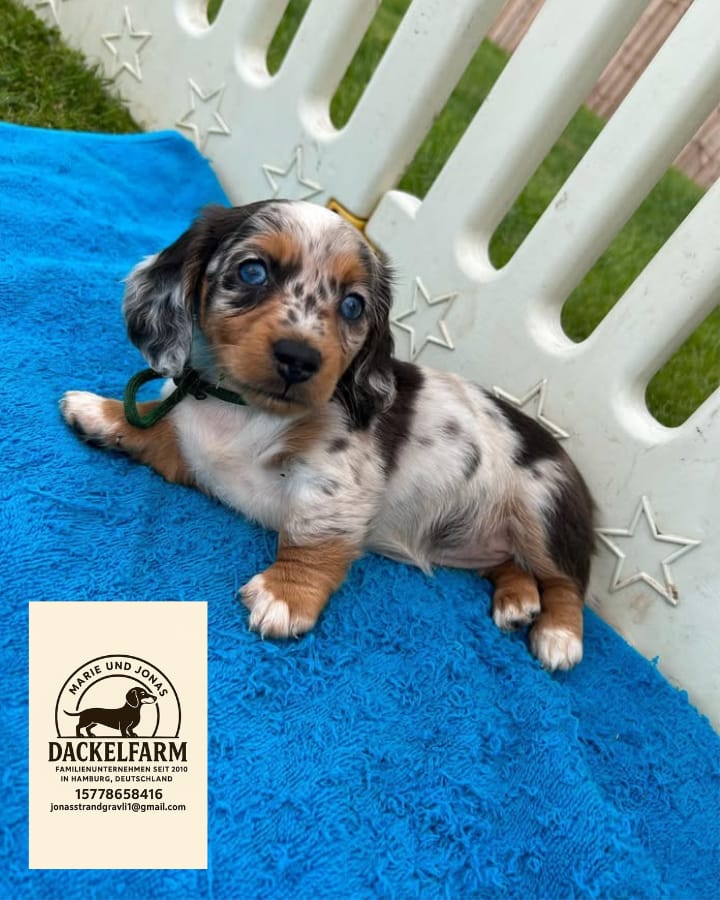 Daisy – weiblicher Dackelwelpe