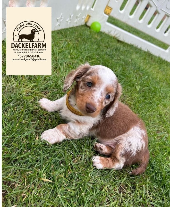 Jasper – männlicher Dackelwelpe