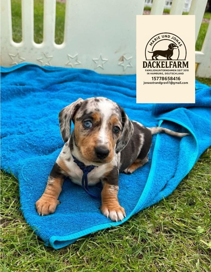 Jerry – Männlicher Dackelwelpe