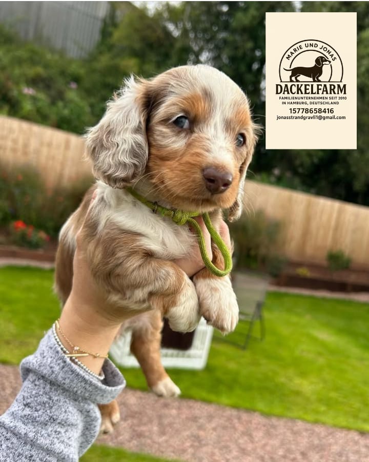 Bella – Weiblicher Dackelwelpe