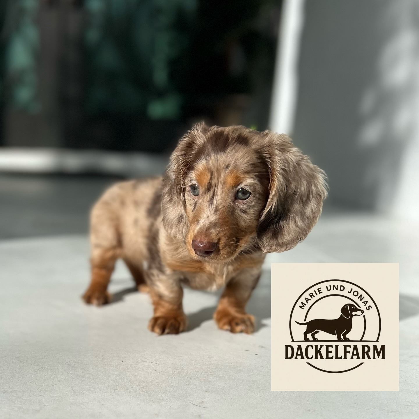 Liam – Männlicher Dackelwelpe