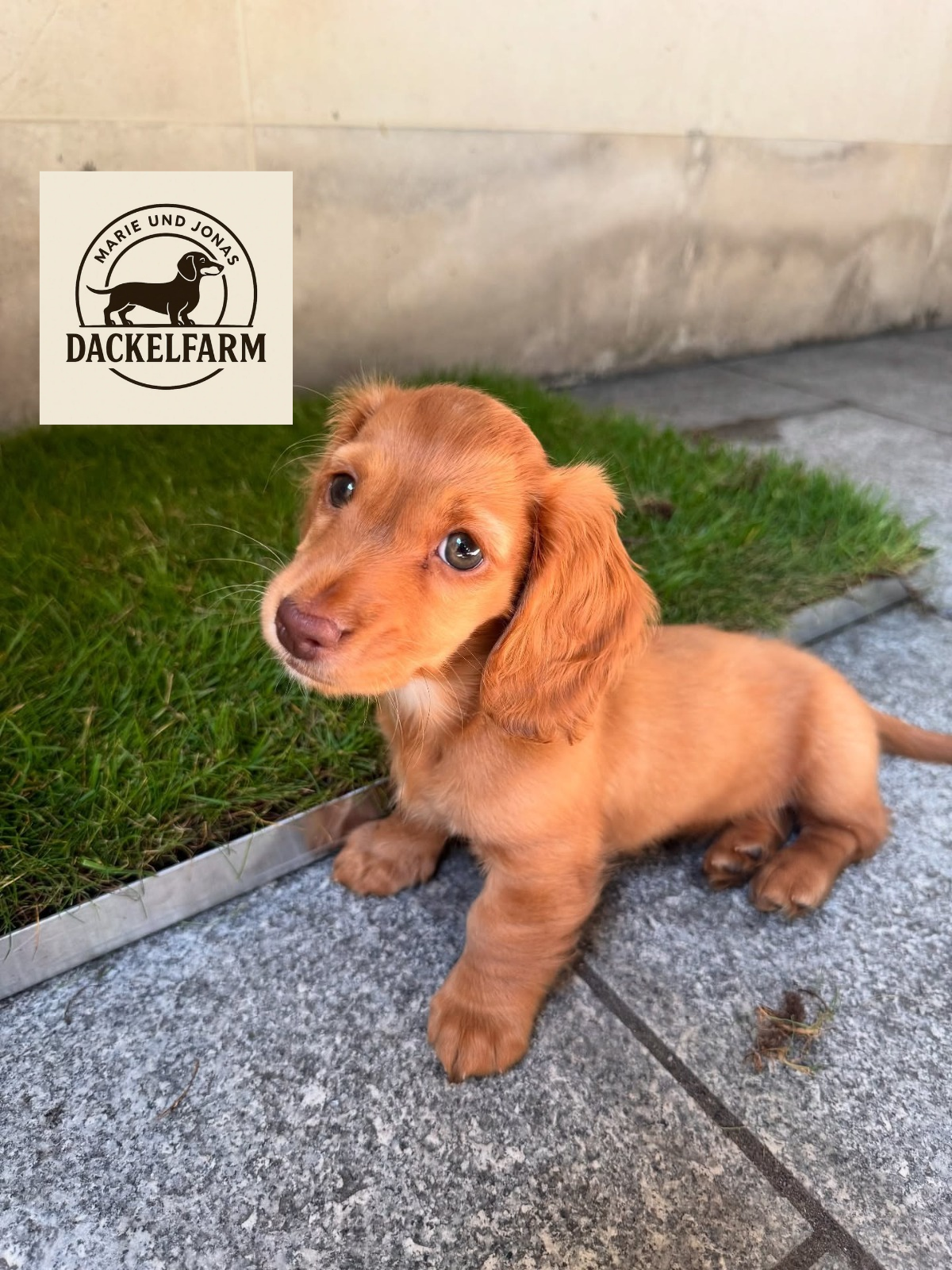 Layla – weiblicher Dackelwelpe