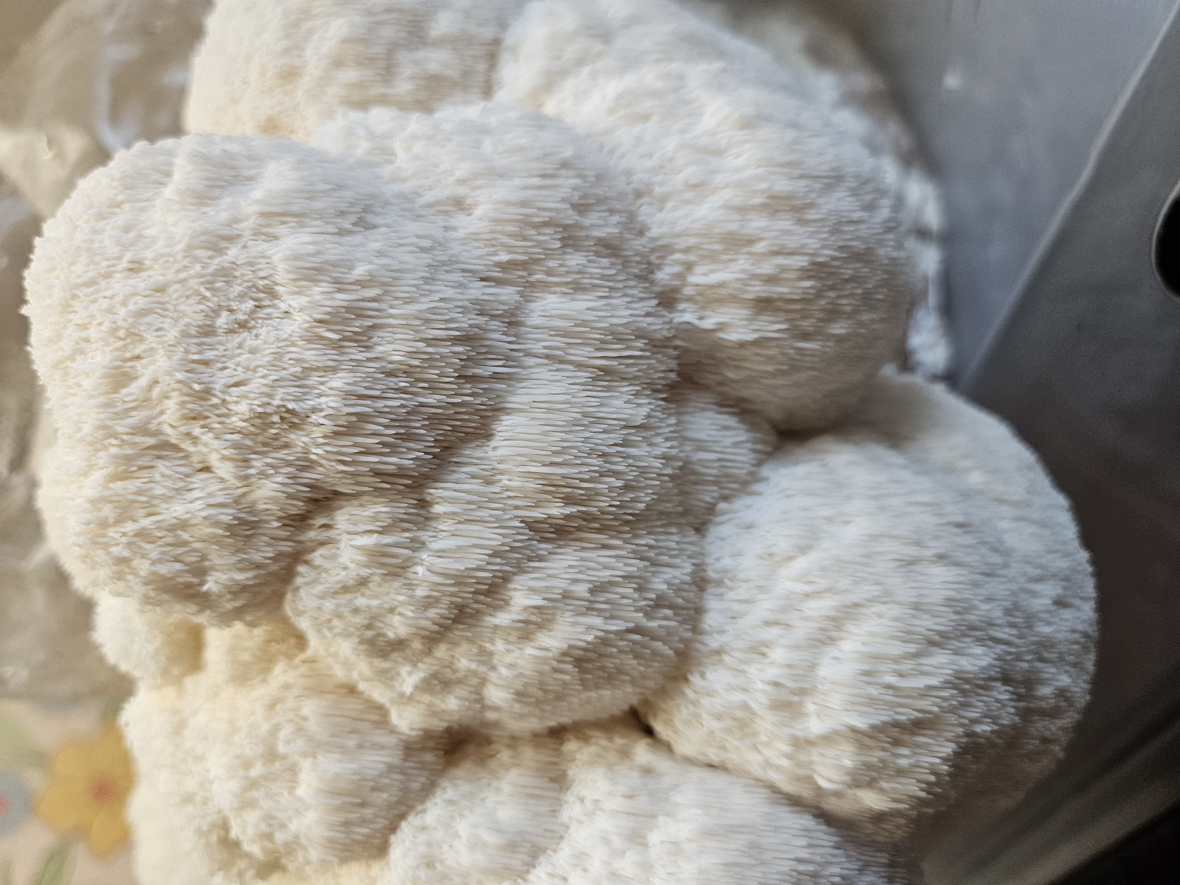 Lion's Mane Mushroom kit
