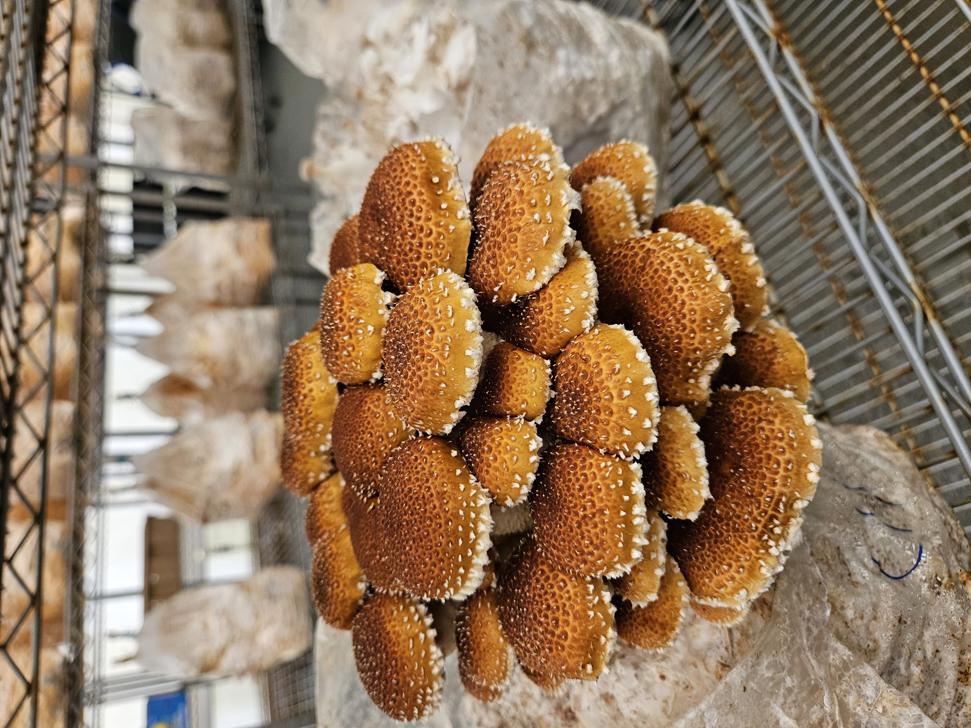 Chestnut Mushroom kit