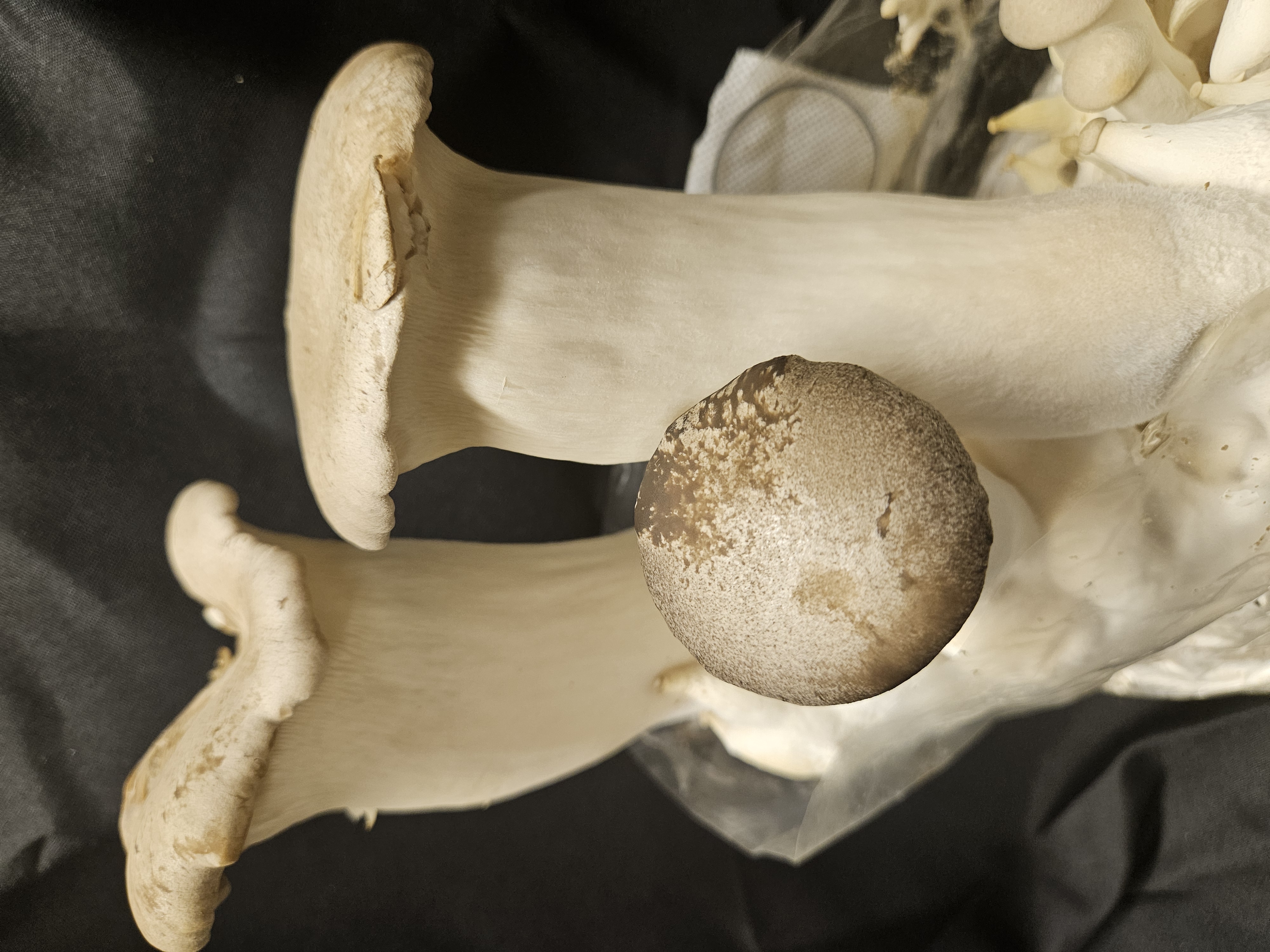 King Oyster mushroom kit