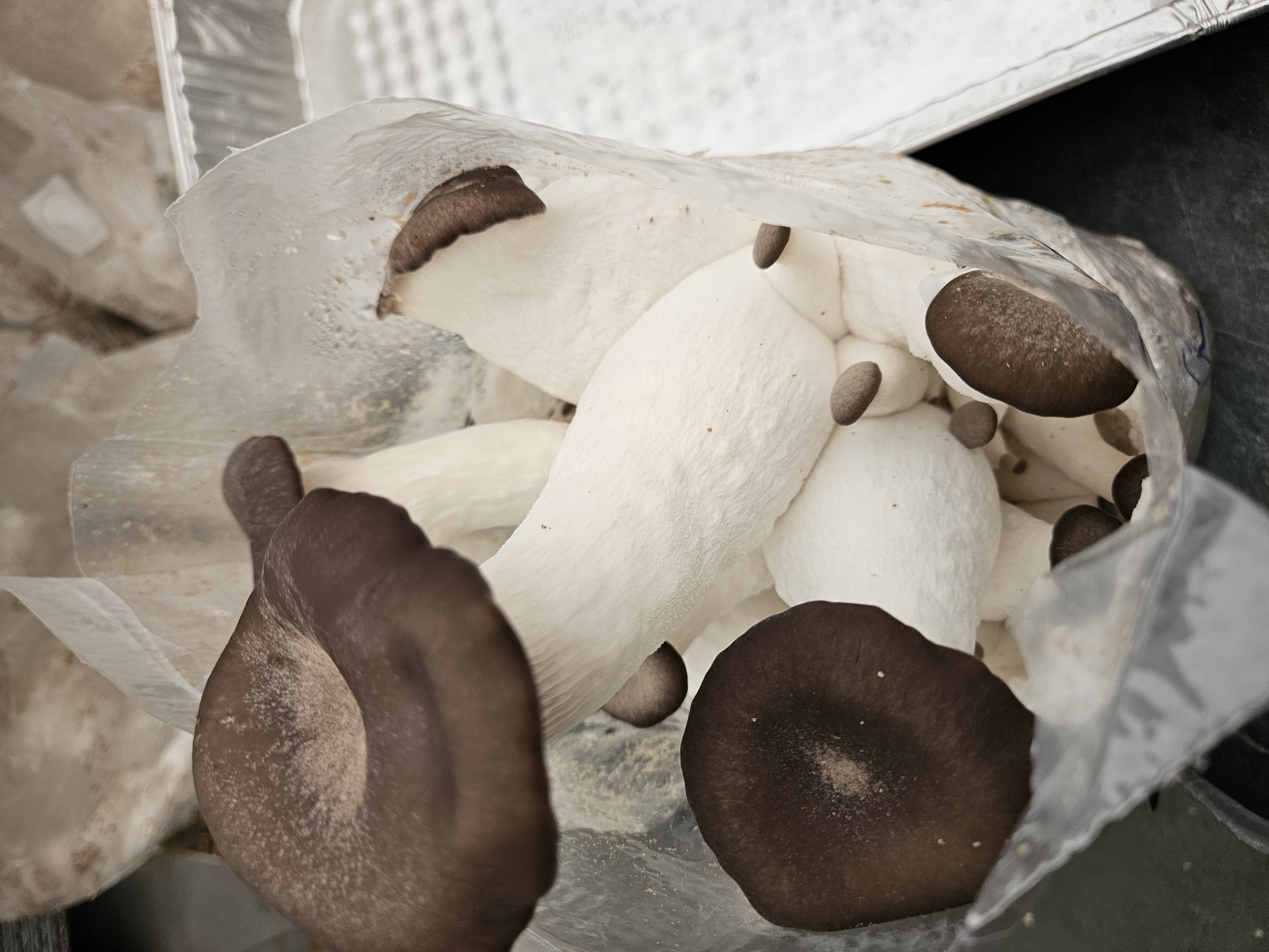 Queen Oyster Mushroom kit
