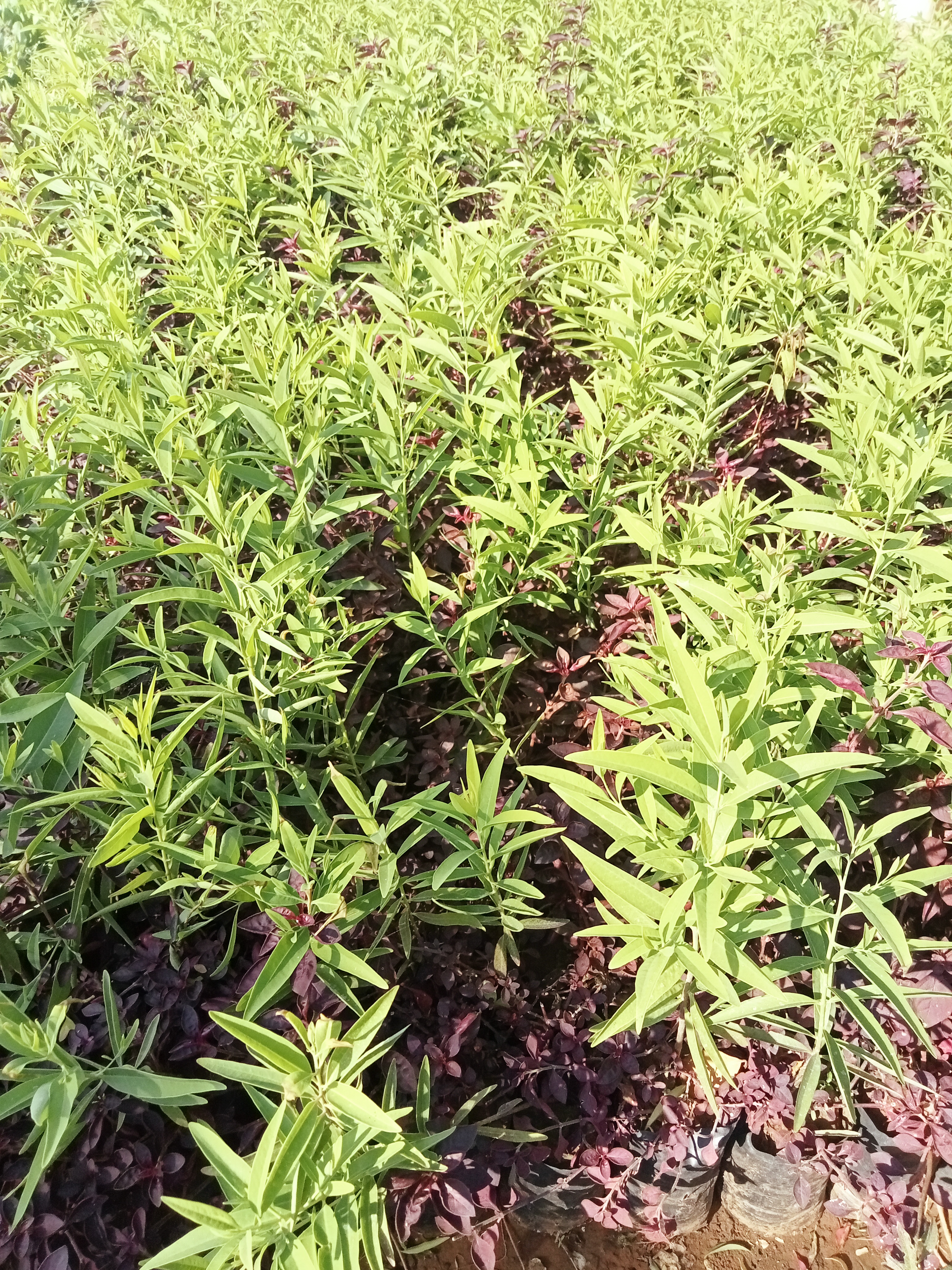 Authentic Chandan Plant