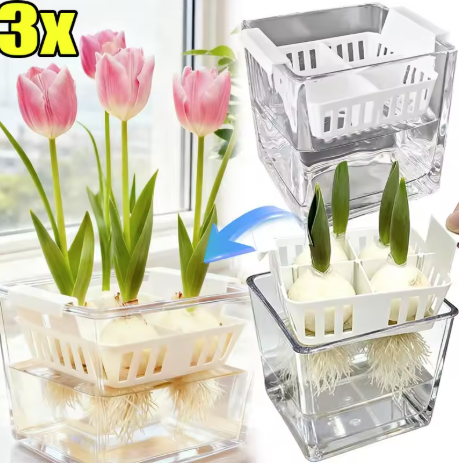 Hydroponic Tulip Growing Kit