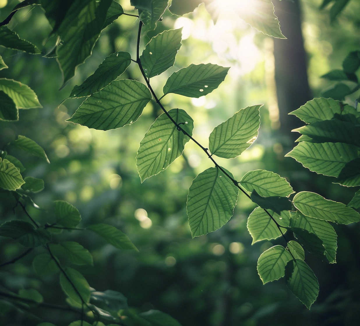 Walking in nature session