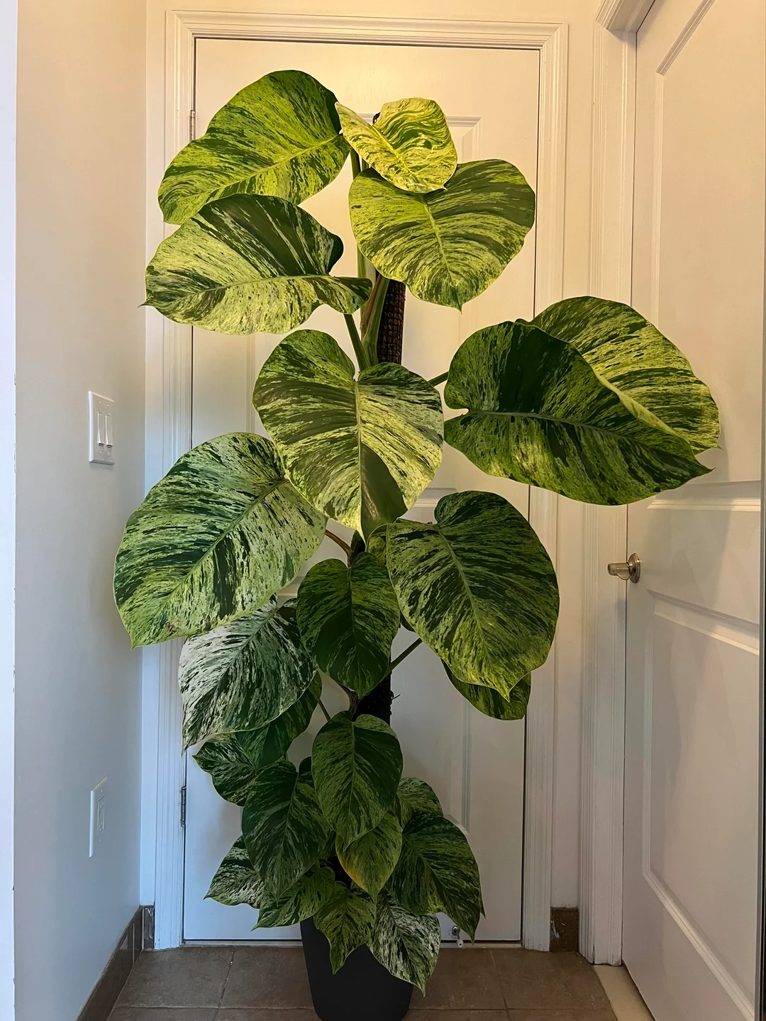 Variegated Pothos Plant
