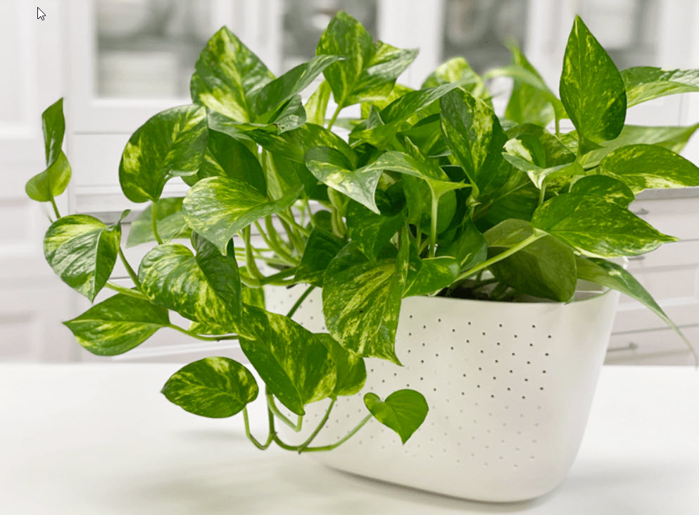 Variegated Pothos Plant